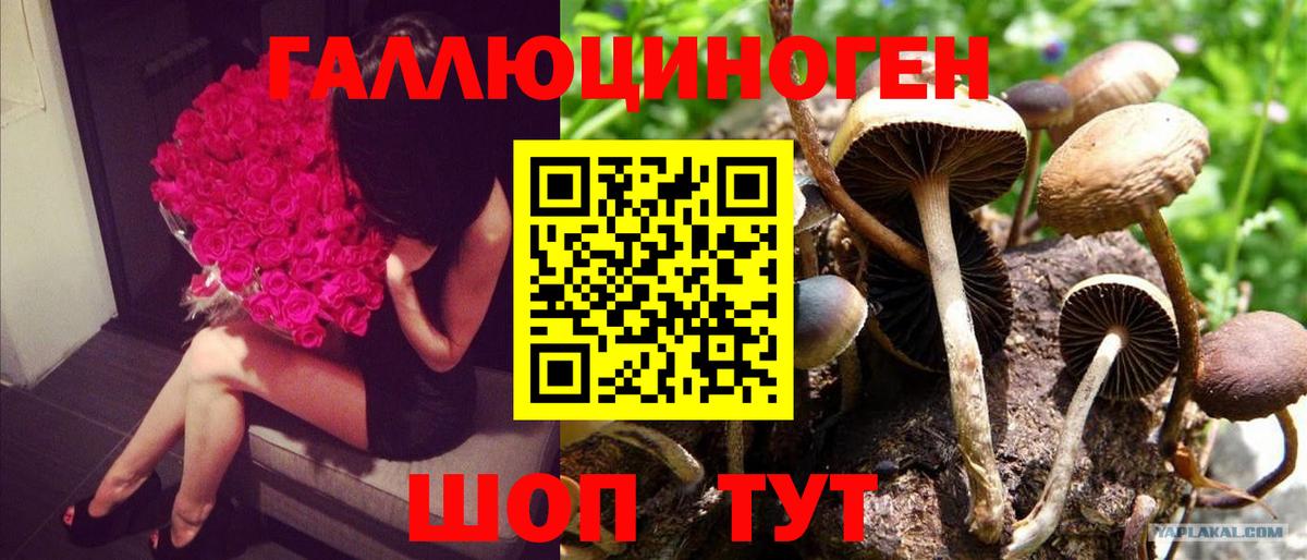 Псилоцибиновые грибы GOLDEN TEACHER Амурск